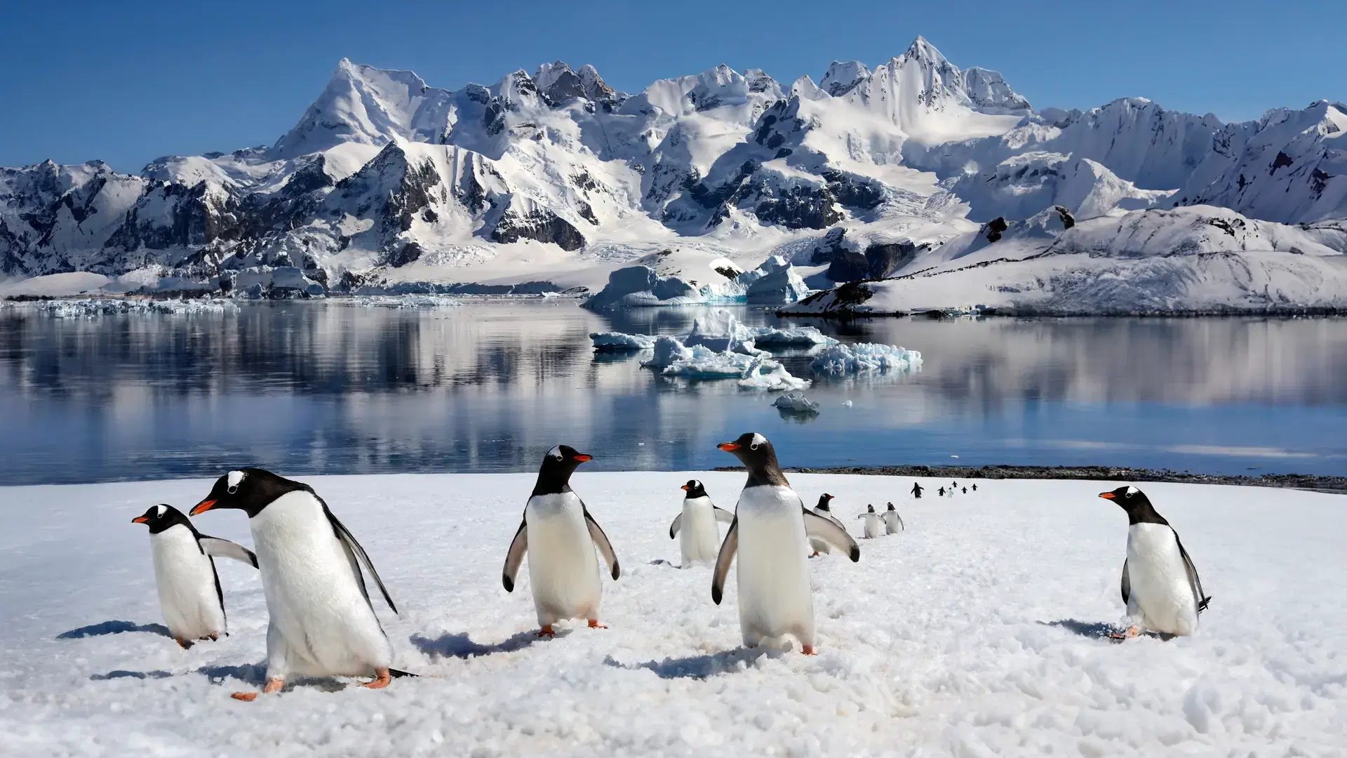 Antarctic Peninsula, Antarctica