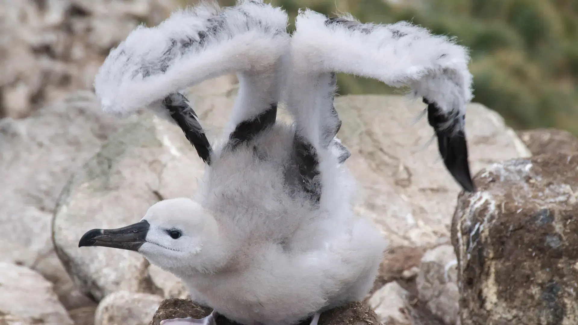 West Point, Falkland Islands
