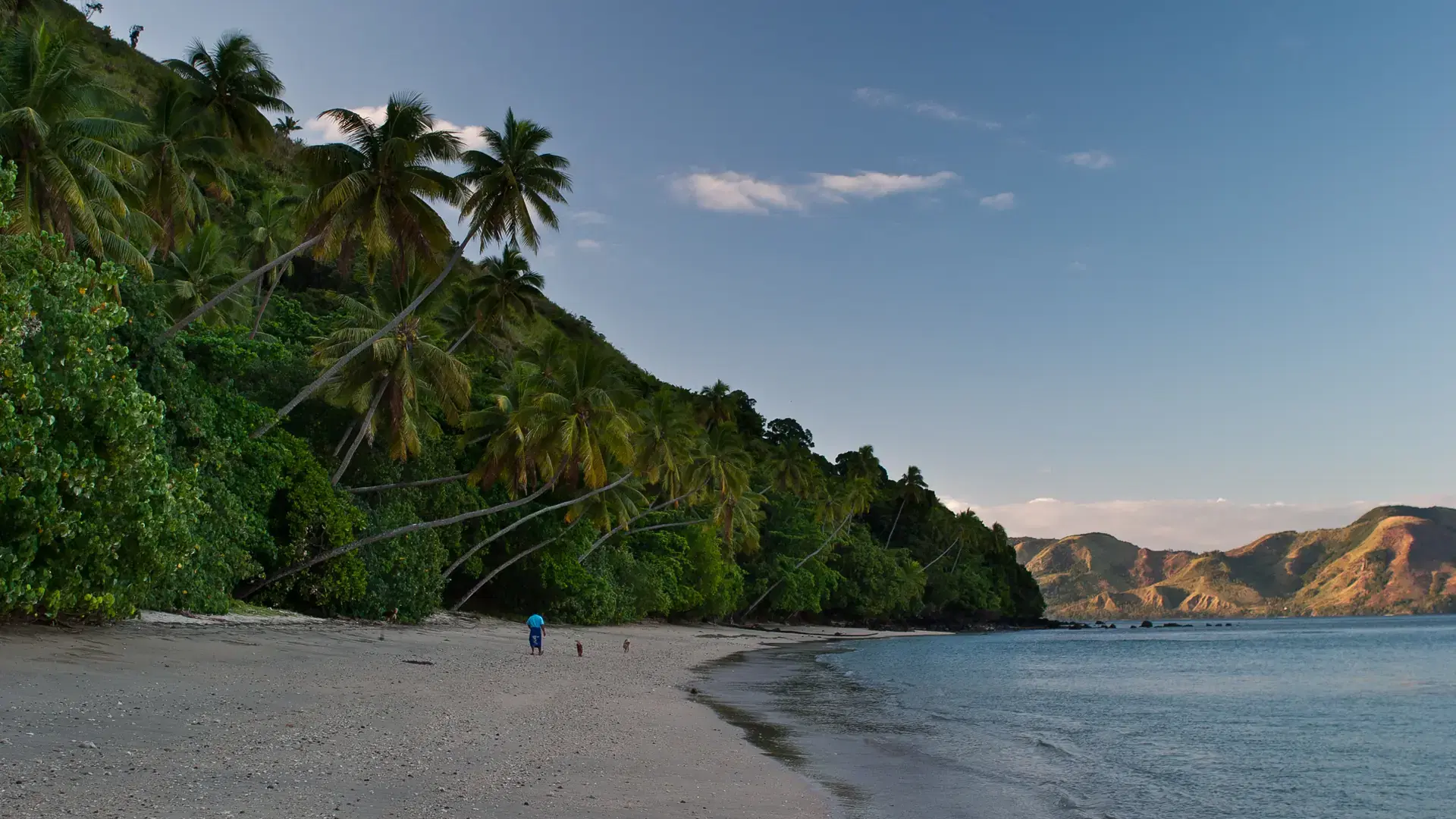 A remote beach on Kadavu Island in Fiji is fringed by coconut palms. Coconut palms are prevalent throughout Oceania since they easily drift long distances before germinating.