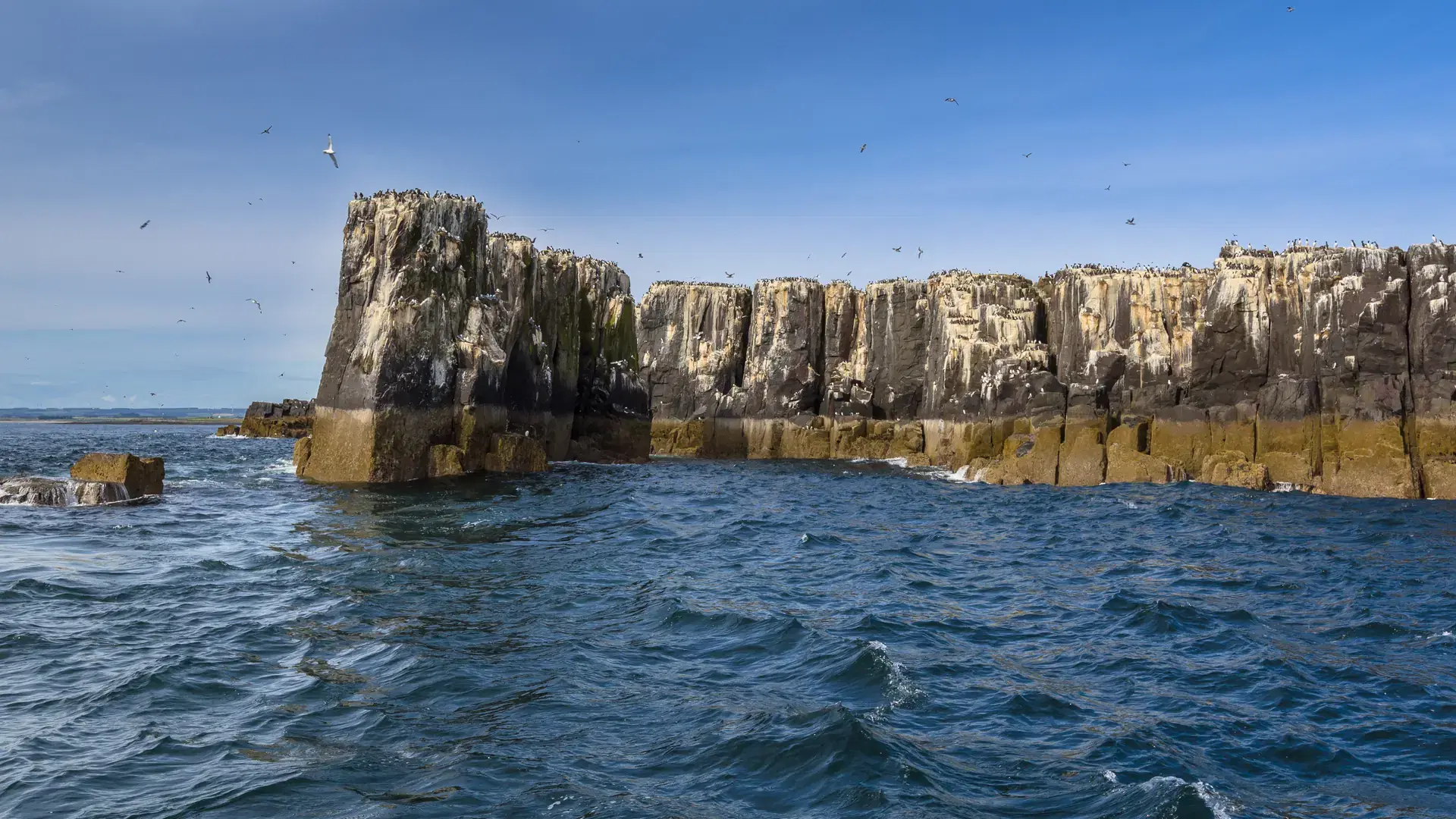 Seabird colonies on the cliffs of Farne islands, Northumberland, United Kingdom