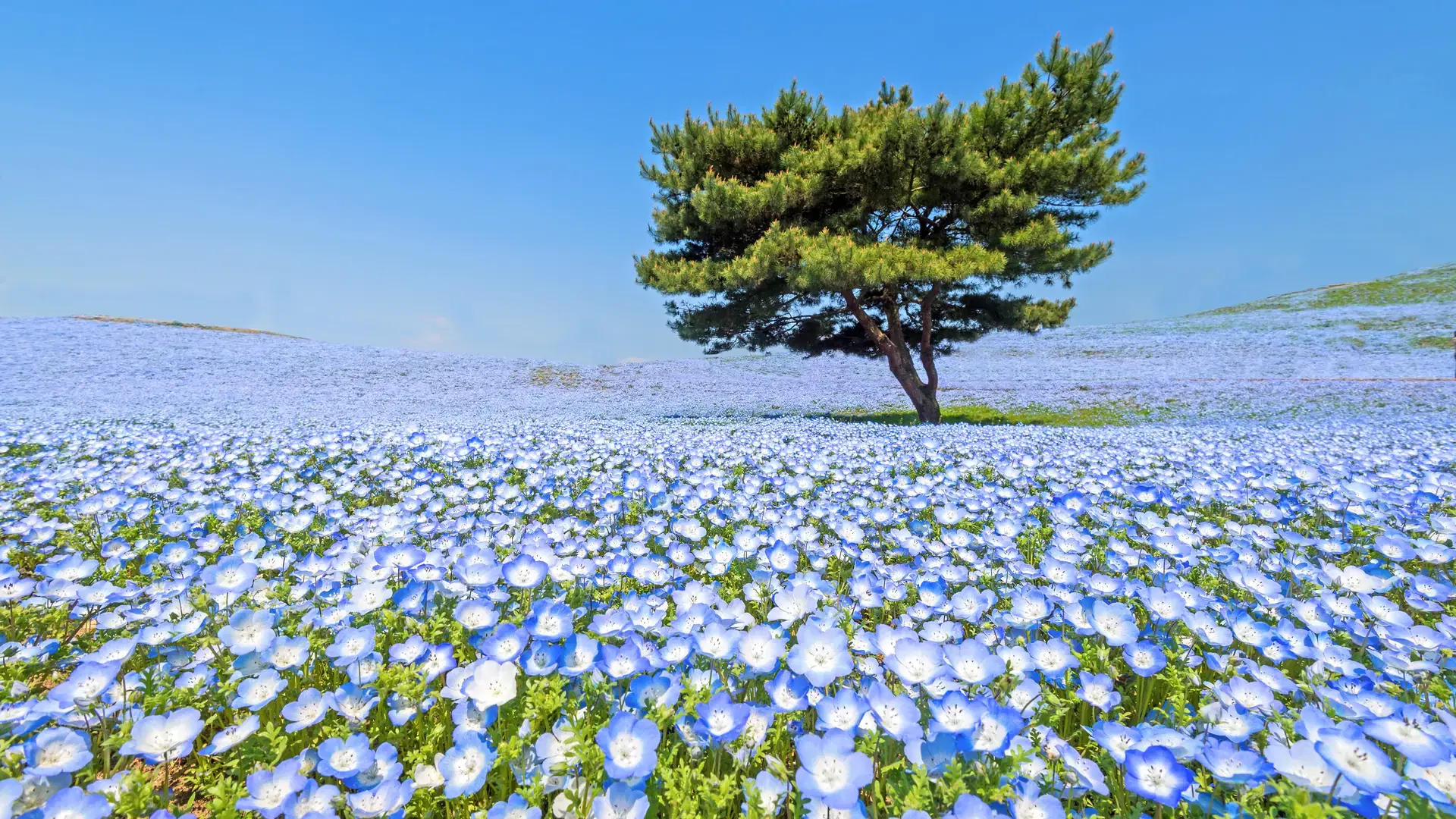Nemophila, flower field at Hitachi Seaside Park in spring, Japan, selected focus on foregournd