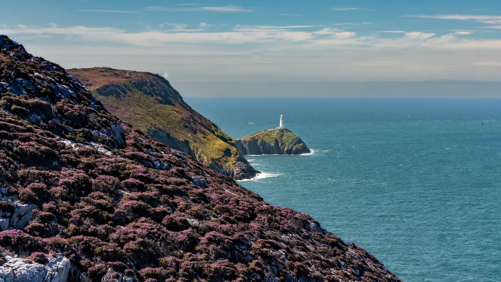 Views around Holyhead Breakwater park with the heather and gorse in flower