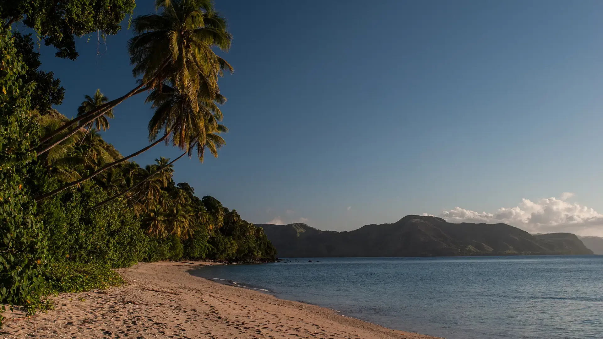 Coconut palms (Cocos nucifera) line an idyllic beautiful beach on the island of Kadavu in Fiji. This south Pacific island harbors beautiful coral reefs and plenty of colorful reef fish.