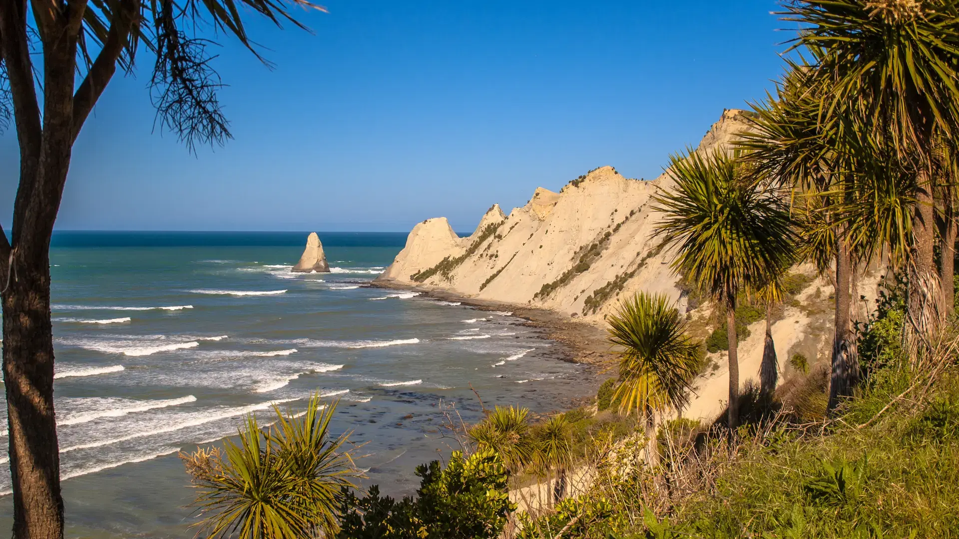 Cape Kidnappers with cabbage trees (Cordyline australis) in front, Napier, New Zealand