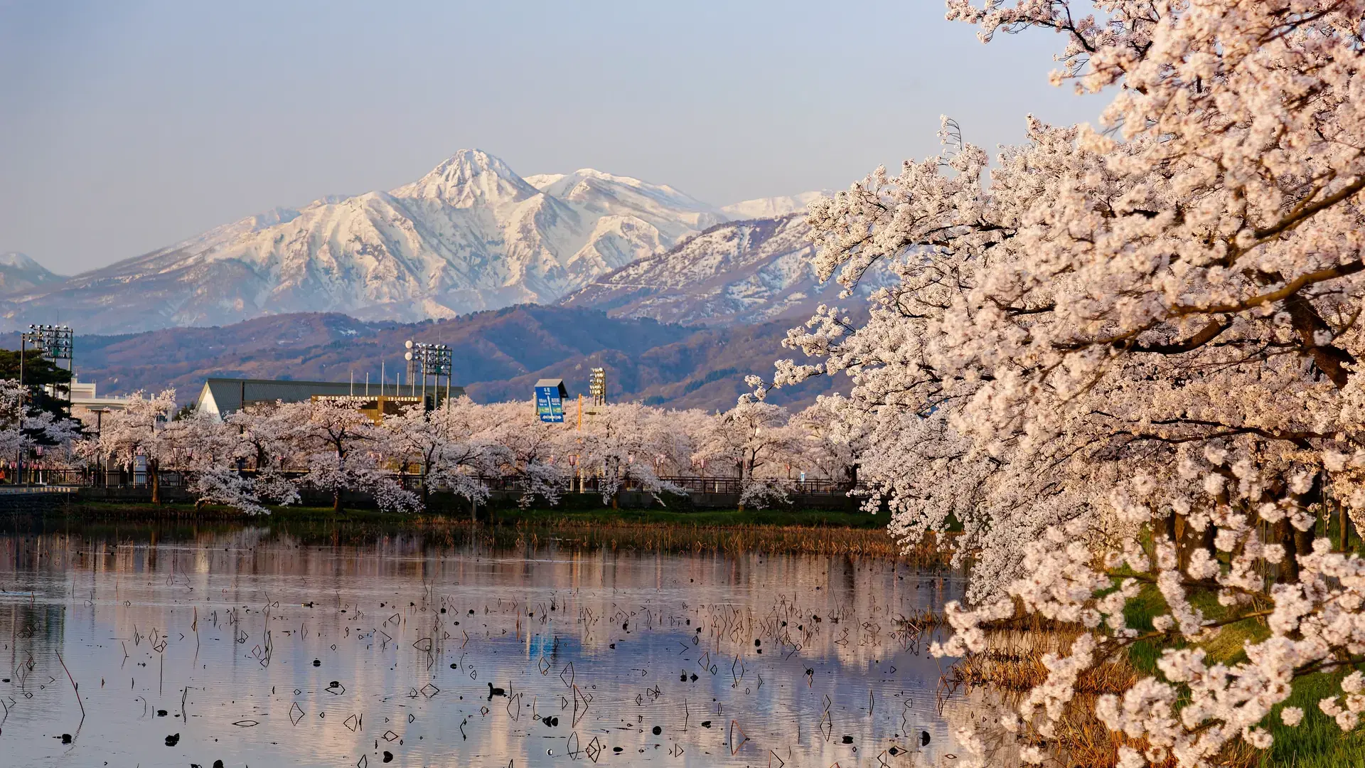 Beautiful cherry blossom trees (Sakura Namiki) along the river in the morning light, with snow capped Mount Myoko in background, in Takada Castle Park in Joetsu City, Niigata, Hokuriku Region, Japan