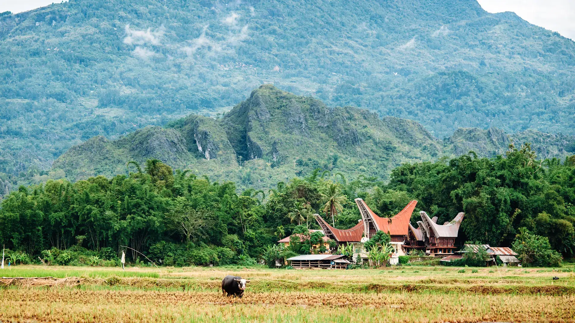 Landscape of Tana Toraja. Rice field with buffalo, traditional torajan buildings, tongkonans and mountains on a background. Rantepao, Sulawesi, Indonesia.