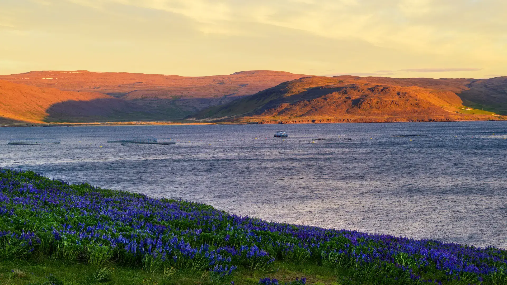 Sunset above impressive fjord landscape with blooming lupine flowers in the foreground near Patreksfjordur in the Westfjords region of Iceland