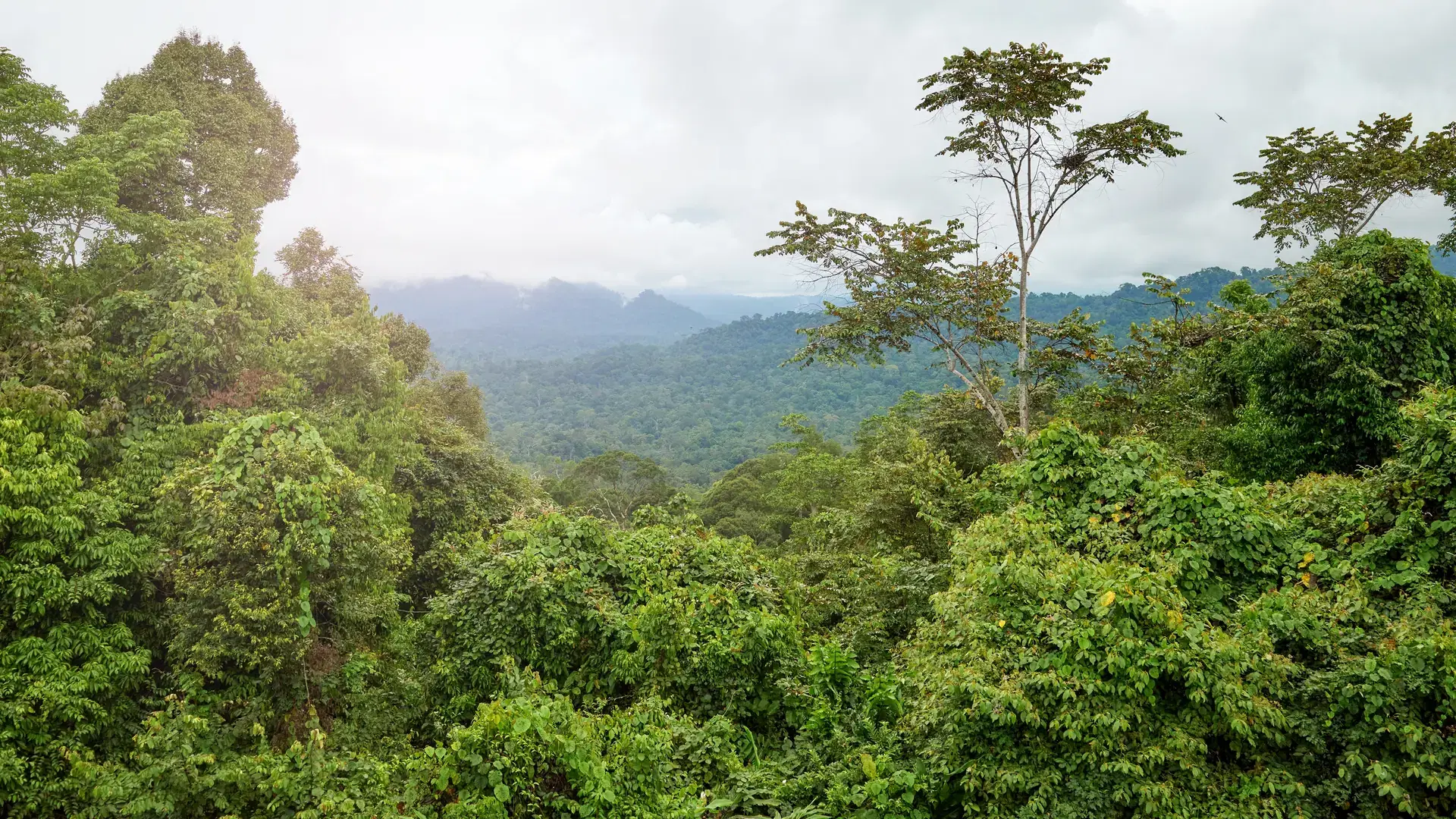 Danum Valley rainforest, Borneo, Malaysia.