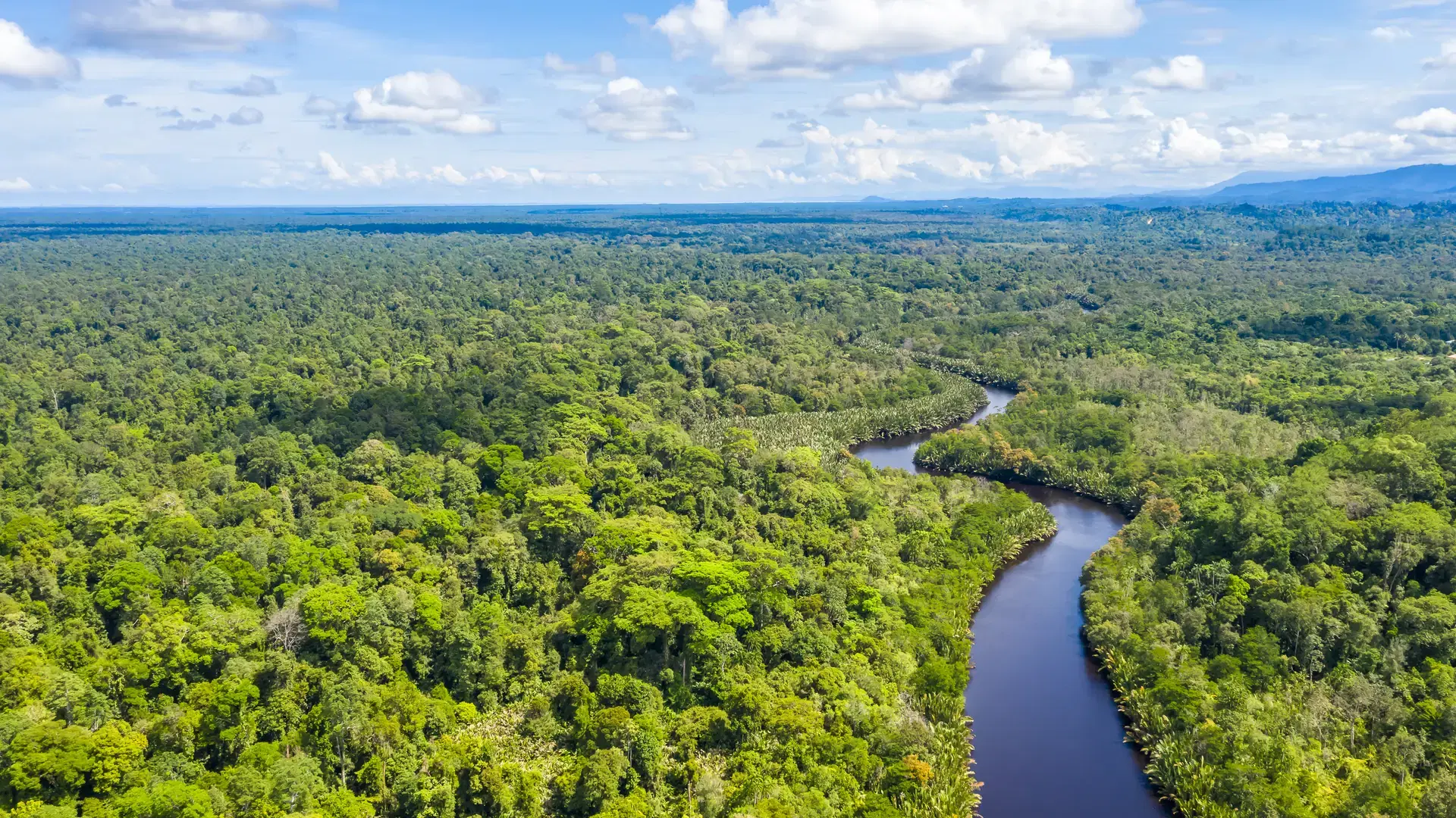 Aerial view of the Borneo rainforest. Brunei