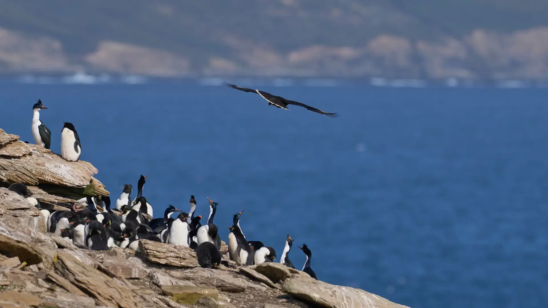 Striated Caracara (Phalcoboenus australis) in flight over the coast of Saunders Island in the Falkland Islands.