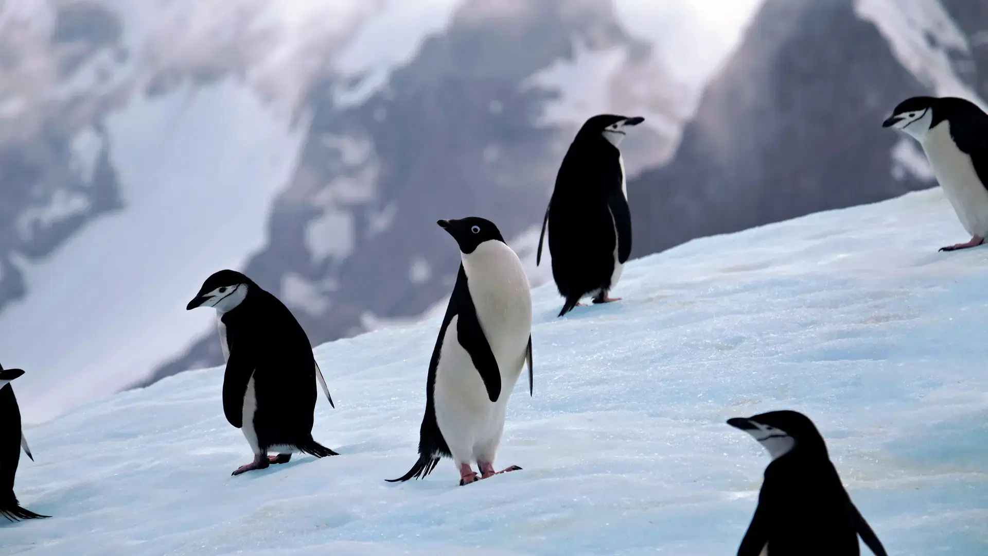 An Adeline penguin near chinstrap penguins on a snowy mountainside in South Georgia, Antarctica