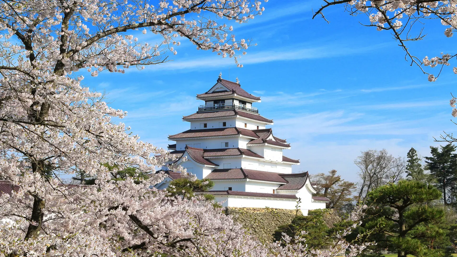 Aizuwakamatsu Castle and cherry blossom in Fukushima, Japan.